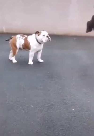 He finally achieved it