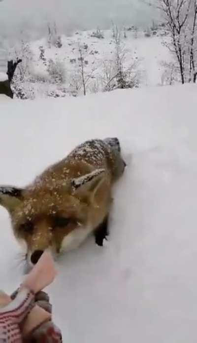 Приревновал...