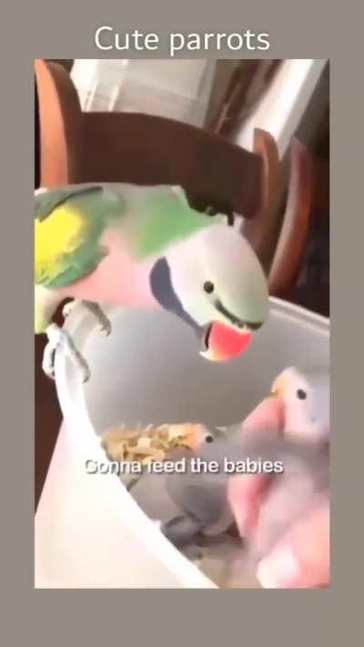 Birb parenting 😀😀😀🥰