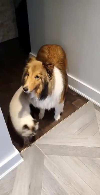 Just a cat orbiting a dog