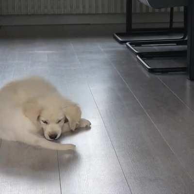 Moos is trying to catch his tail, but he gives up🐕😥