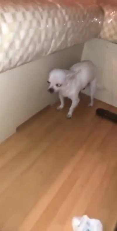 Doggo ate the whatagra?