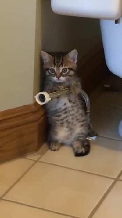 a plumber cat