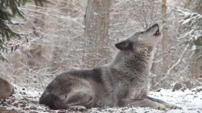Grey wolf howl prompt response from entire forest