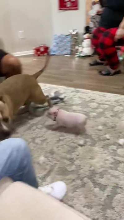 Tiny Pig Vs Huge Dog