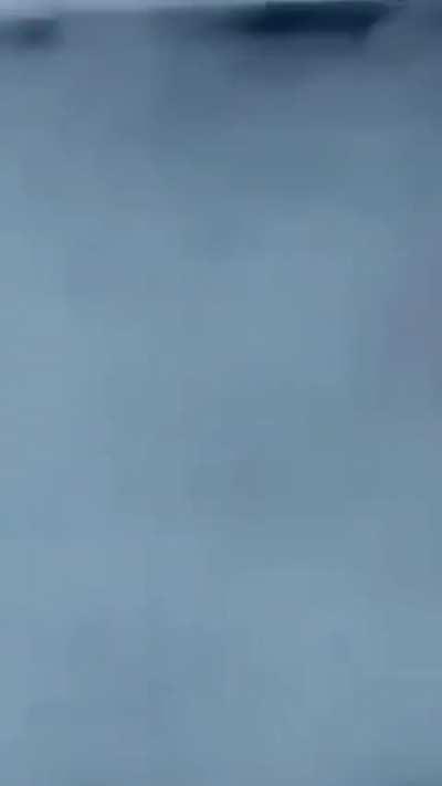 Tem um dinossauro na coleira 🦖