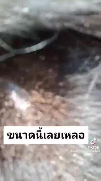 How to destroy an entire ecosystem in minutes.