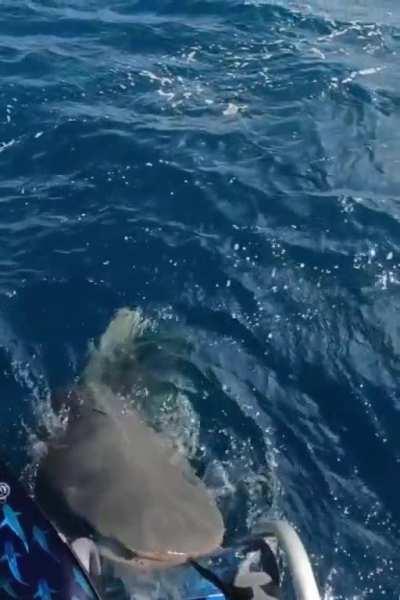 Tiger Shark attempts an investigative bite just as the diver is about to enter the water