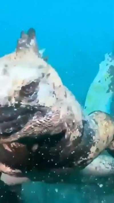 Oh my god what is this..!!!