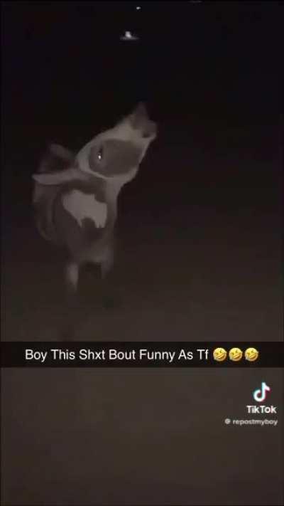 My rebuttal to the mini horse fight thing