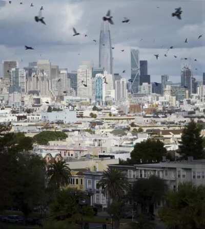 Bird patterns in San Francisco