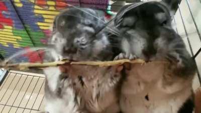 ScIeNtIsT gEnEtIcAlY fUsEs TwO cHiNcHiLlaS tOgEtHeR