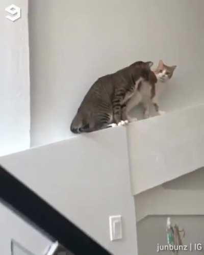 Excuse meow!! What the fluff