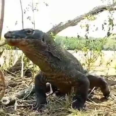 Godzilla vs Monke bad ending