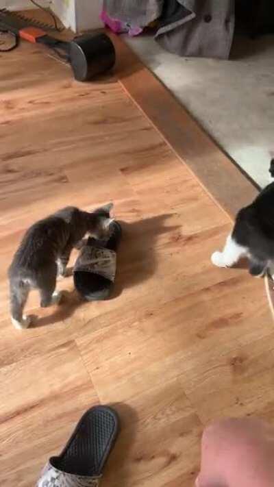 Some more Sammy and Sterling shenanigans. Sterling(b&w) is blind so sometimes he misses his pounces. He can hold his own though 😉