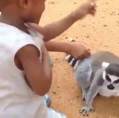 Lemur loves having his back scratched