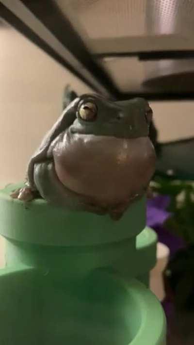 Mr Pickles’ new hit single