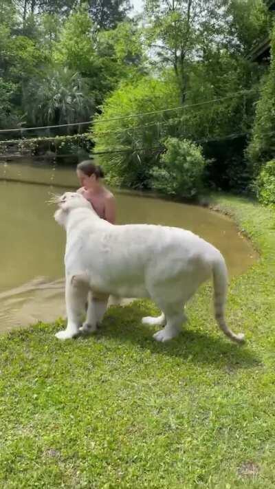 🔥 Meet Ram, a 7-yo snow white Bengal tiger