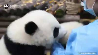 Panda cub throws tantrum when it doesn't get milk bottle like the other panda