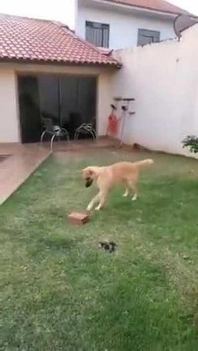 Lmao, so many toys around and he finds joy in a BRICK