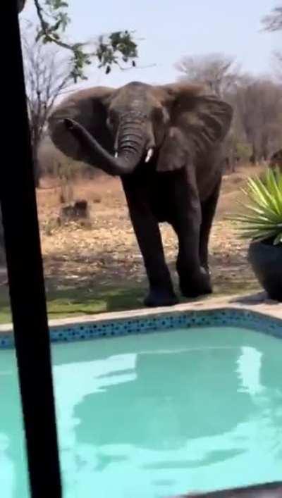 Elephant vs Jack Russel