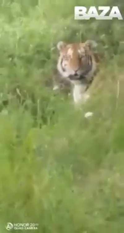 Кисуня, иди погуляй.