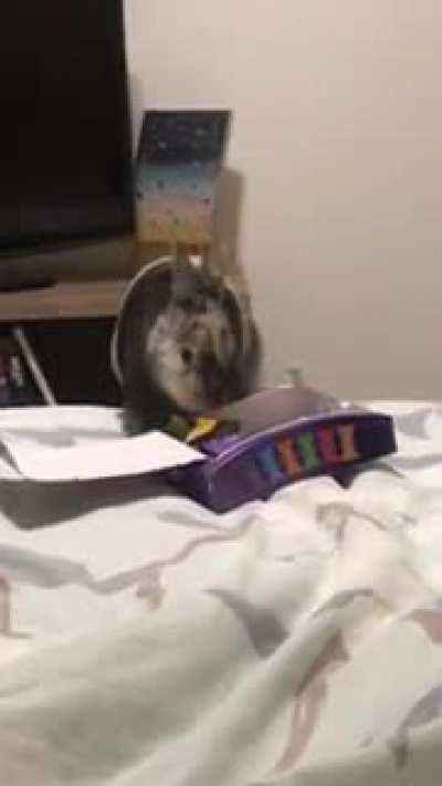 No chocolate in bed hoomans!