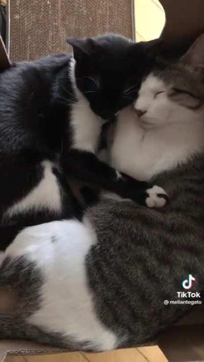 OLHA ISSO LUBAAA (@meliantegato)