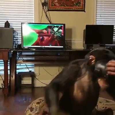Monkey having fun with a VR headset on