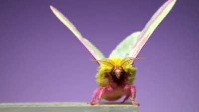 Here is a slo-mo video showing one 'wing flap' for fifteen different species of Moths