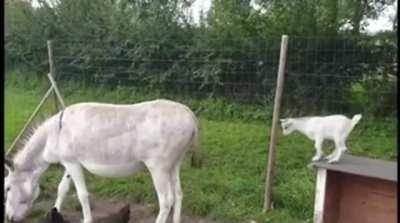 The GOAT of all goats