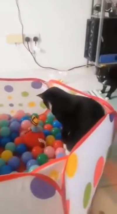 Ninja cat says, “I hate plastic balls!”