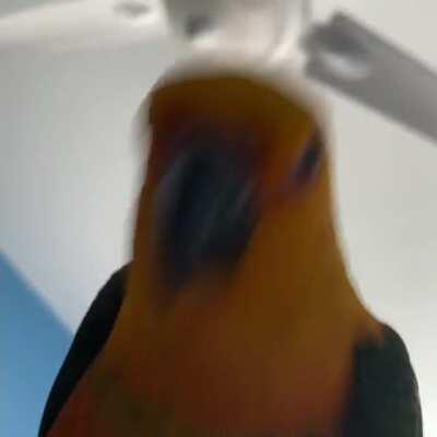 Metal Bird 🤘🏻🎸 For more, please follow @harley_birb on IG 😆