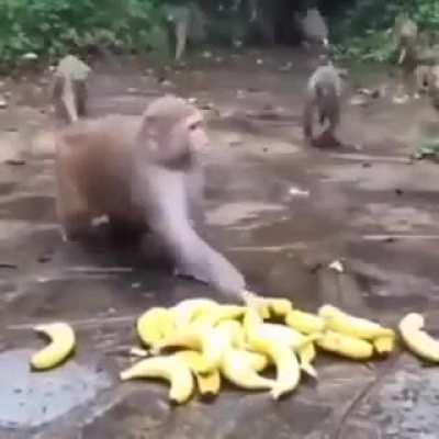 Every monkey gets 2 bananas