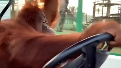 My baboon of Set on its way to steal your sheep and map out your base =