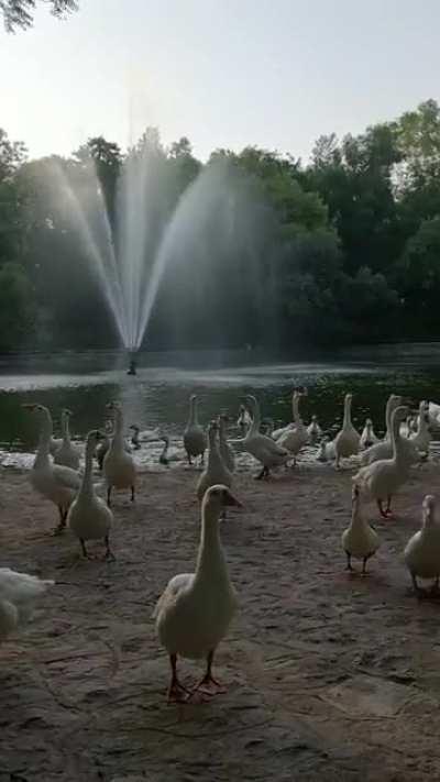Duck/ Geese from Lodhi Gardens yesterday 😁