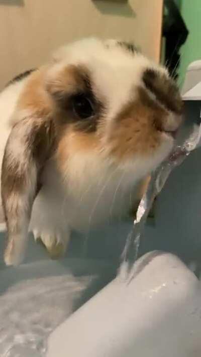 Upgraded from a water bottle to a fountain bowl...I think he likes it 🥰