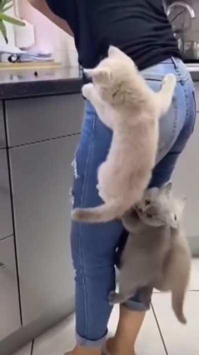 3 chonky kittens climbing pet parent for food