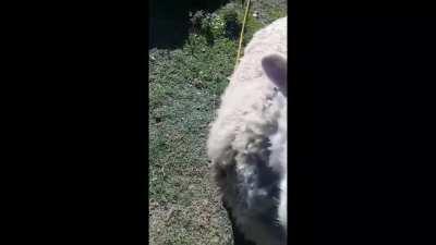 Oscar agresivo🐑😡