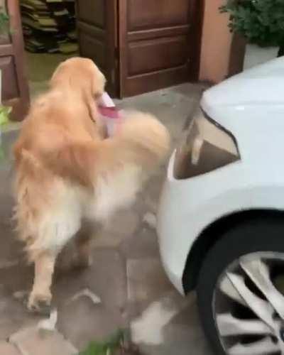 Good boy helping to carry the shopping bags inside