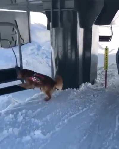 Avalanche doggos are the best doggos.