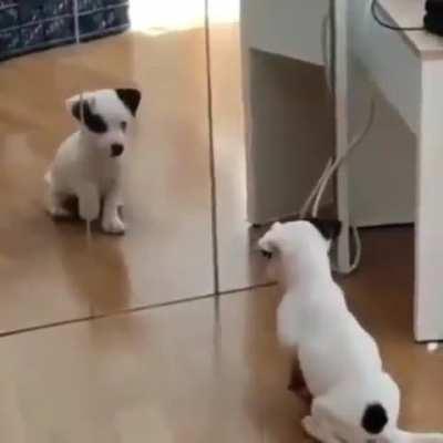 Puppy seeing himself in the mirror for the first time..