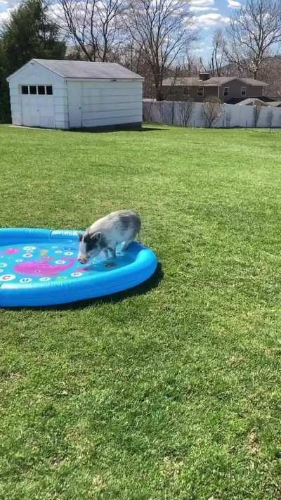 Happy as a pig in pool