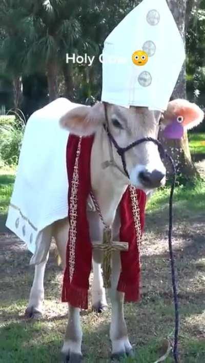 Now this is some good antimeme material right here