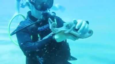 I didn’t know an octopus could be playful.