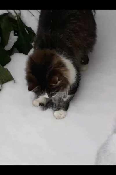 My cat's first snow, I think she loves it