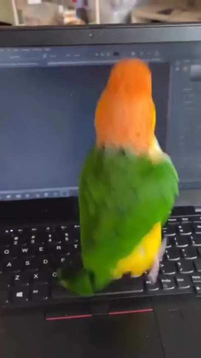 parrot: no work, all hops