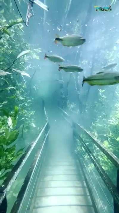 hiking trail submerged due to an overflowing river yesterday