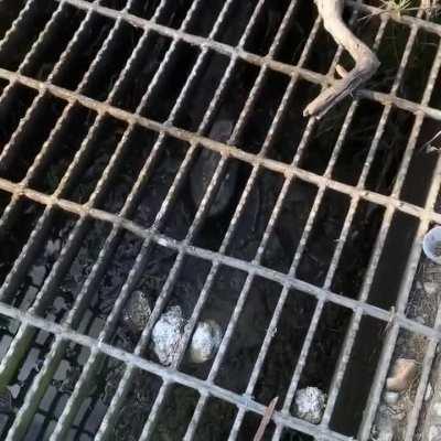 So I was spraying the weeds near my mailbox and saw somethin...