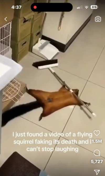 Flying Squirrel Faking Injury